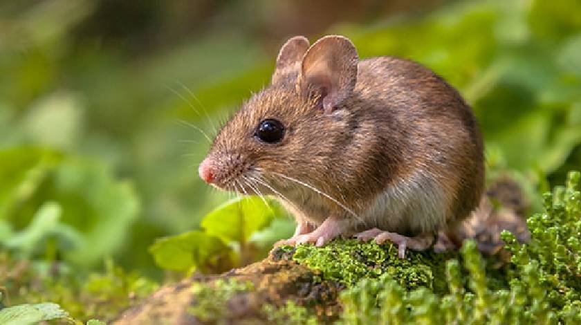 rats blamed for lost drugs